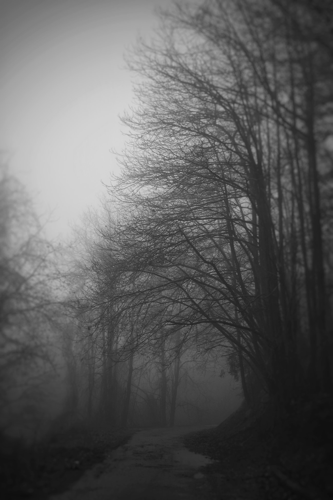 Pentax K-S1 sample photo. Winter fog photography