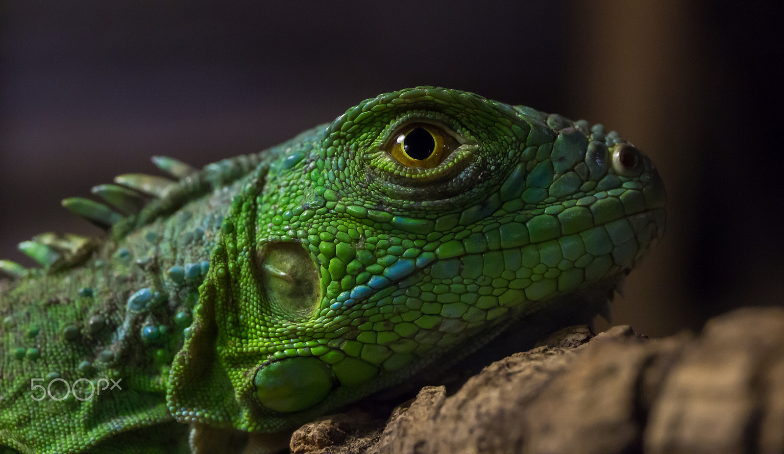 Canon EF 24-70mm F4L IS USM sample photo. Watching you... photography