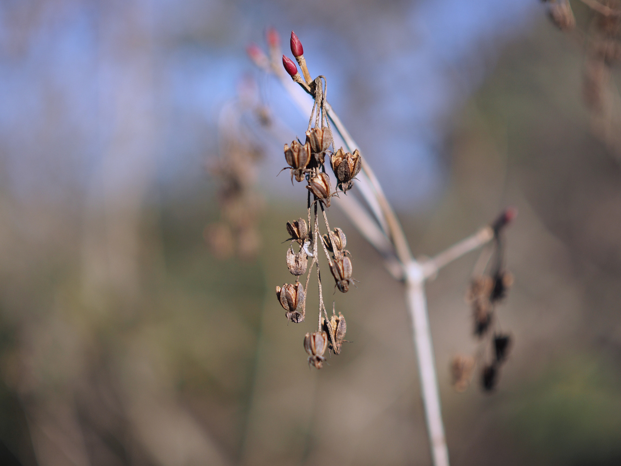 Olympus OM-D E-M10 II sample photo. 新旧交代 | old and new account photography