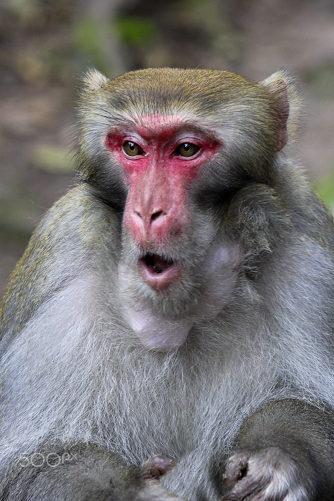 Canon EF 70-200mm F2.8L IS USM sample photo. Golden whip stream - macaque alpha male photography