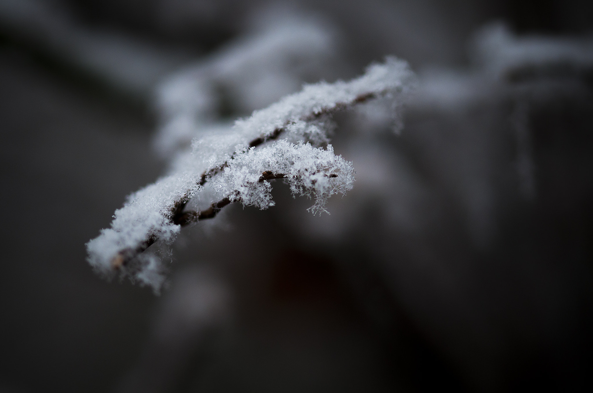 Sigma 105mm F2.8 EX DG OS HSM sample photo. Belg00125 photography