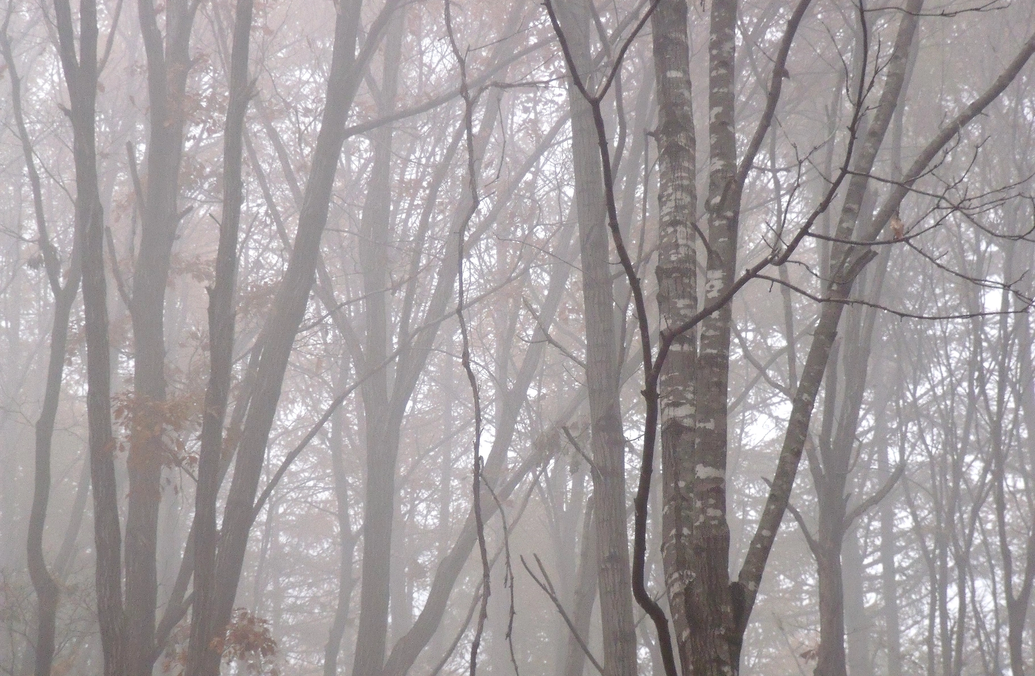 Fujifilm FinePix J110W sample photo. Foggy forest photography