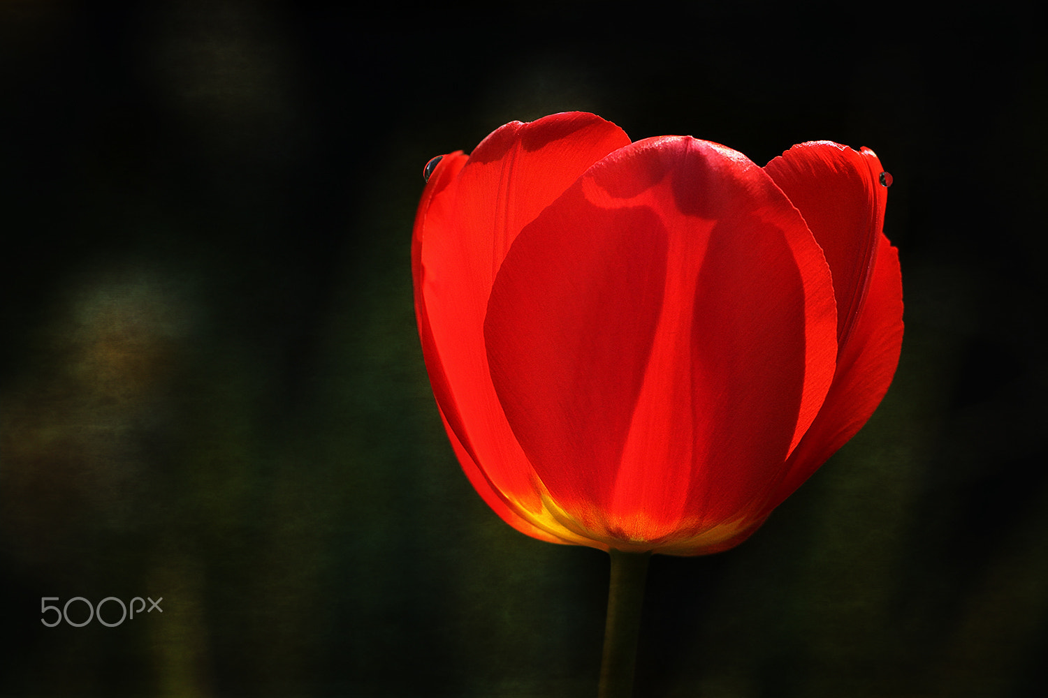 Sigma APO Macro 150mm f/2.8 EX DG HSM sample photo. Be happy! photography