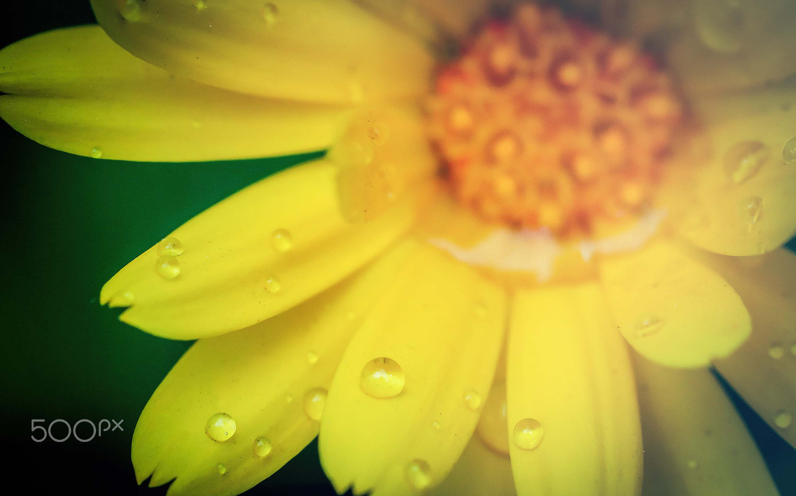 Canon EF 100mm F2.8 Macro USM sample photo. Spring beauty photography