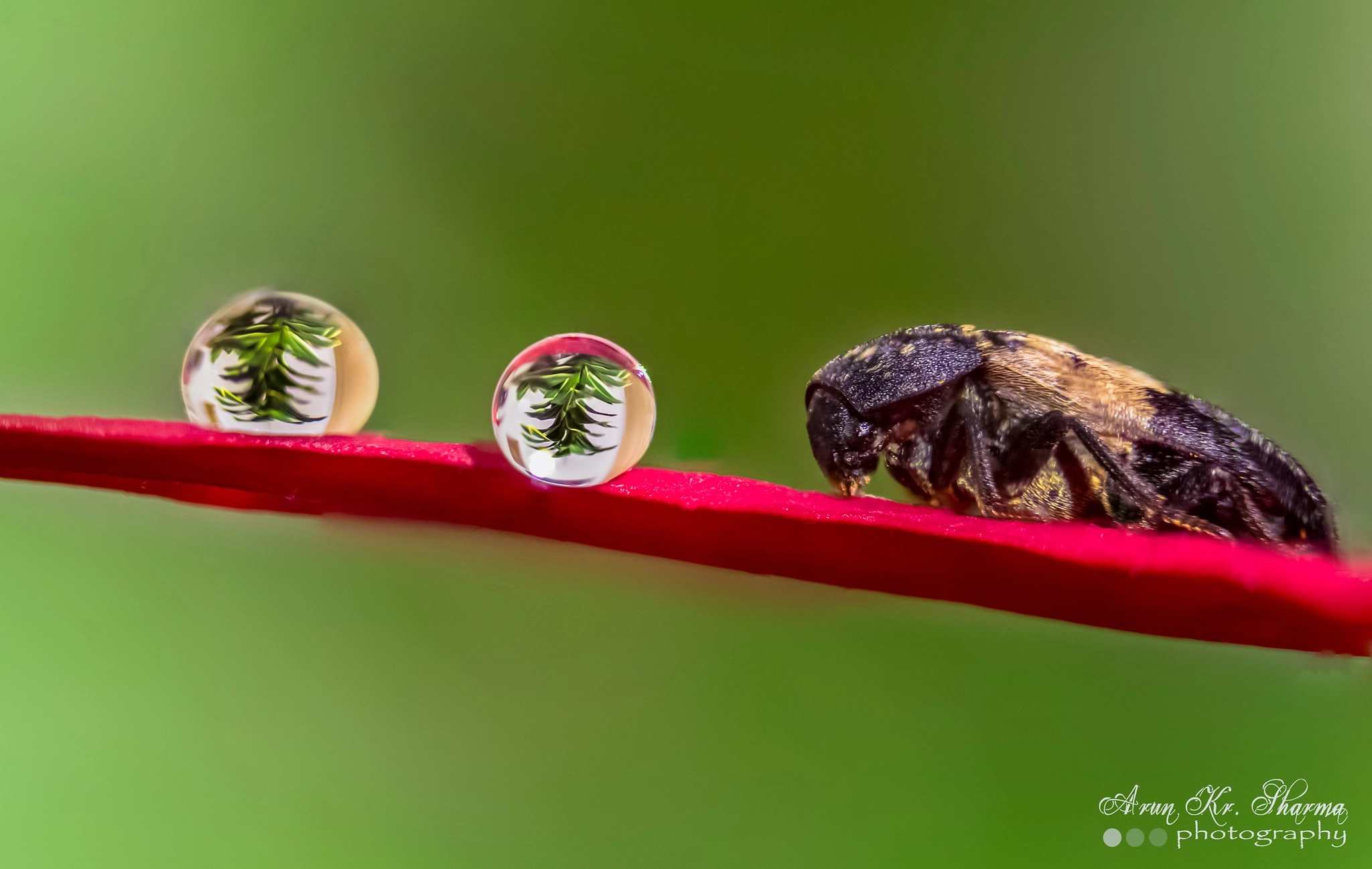 Canon EF-S 60mm F2.8 Macro USM sample photo. The bug and the drops photography