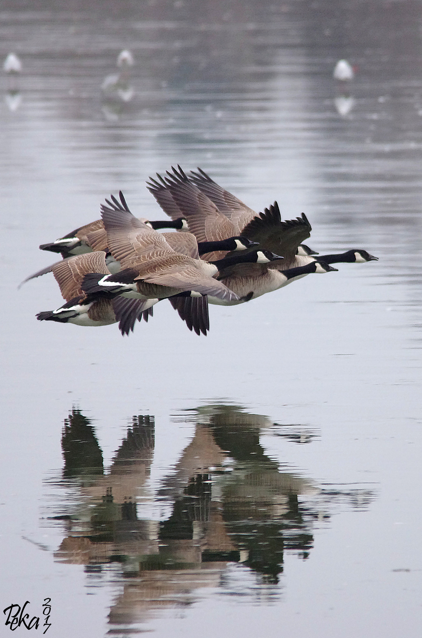 Pentax K-5 + Sigma 150-500mm F5-6.3 DG OS HSM sample photo. Canada air line photography