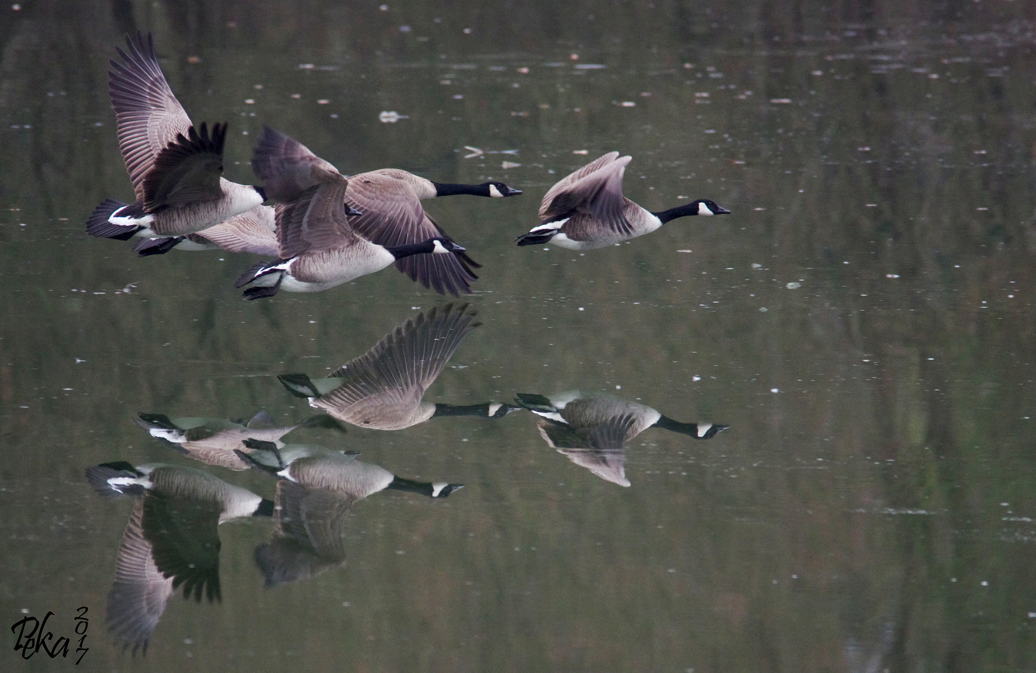 Sigma 150-500mm F5-6.3 DG OS HSM sample photo. Canada air line photography