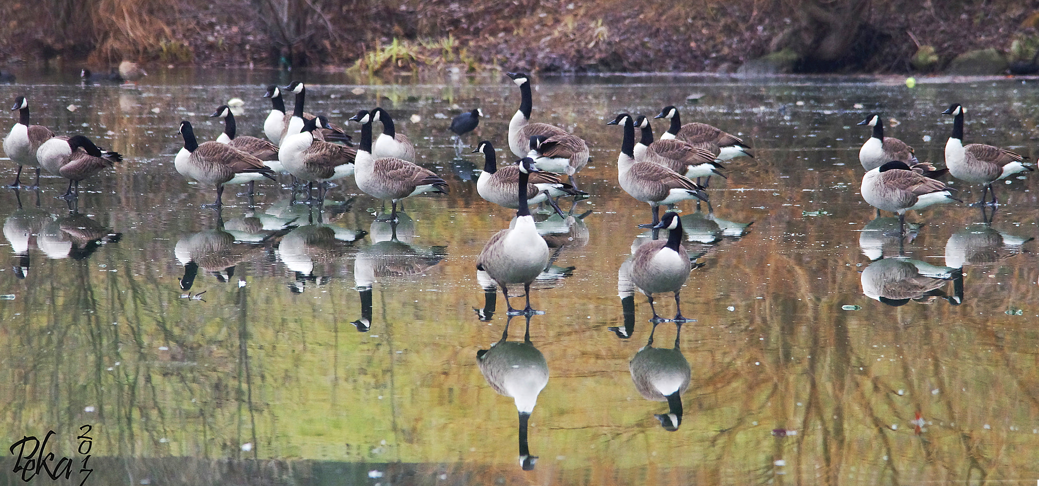 Pentax K-5 + Sigma 150-500mm F5-6.3 DG OS HSM sample photo. Goose mirror photography