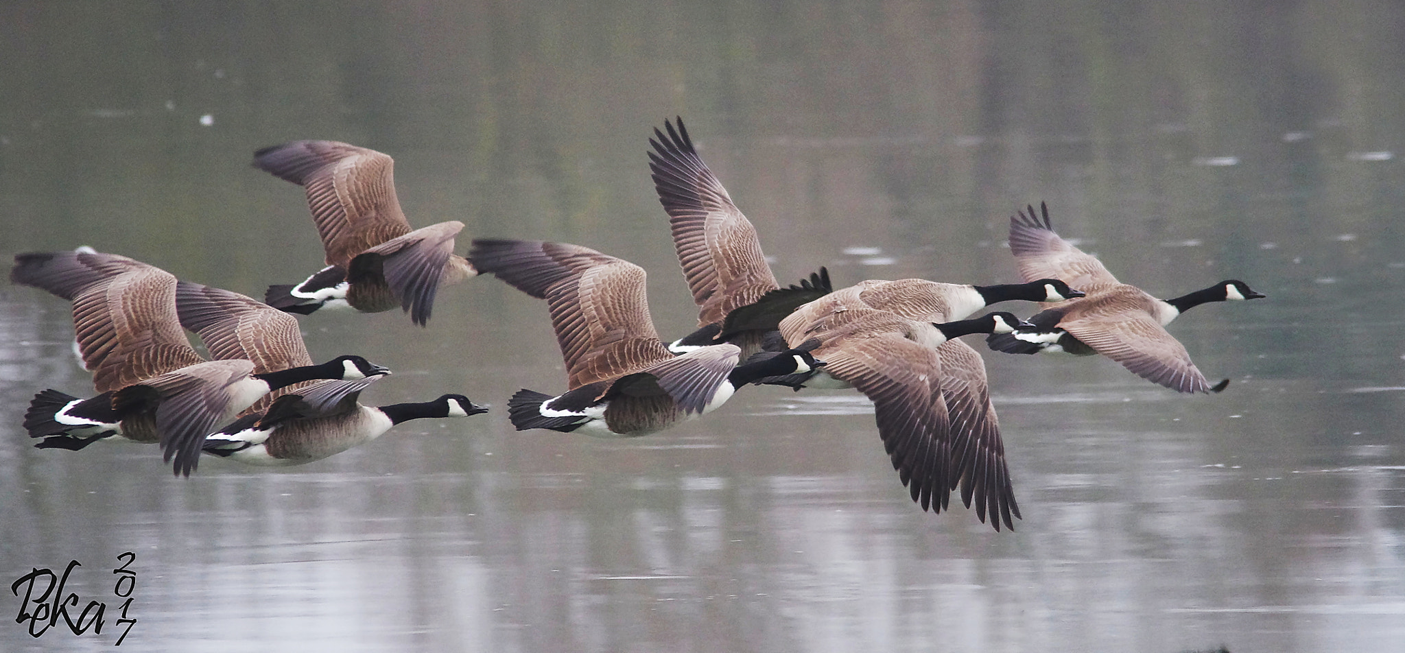 Pentax K-5 + Sigma 150-500mm F5-6.3 DG OS HSM sample photo. Canada air line photography