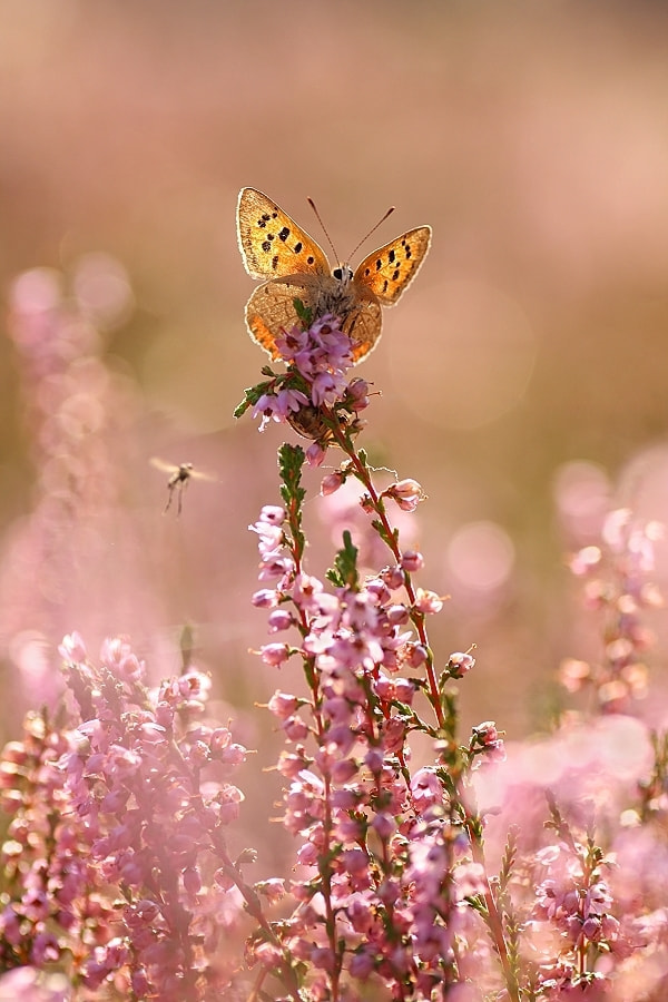 Canon EF-S 55-250mm F4-5.6 IS sample photo. In der heidesonne photography
