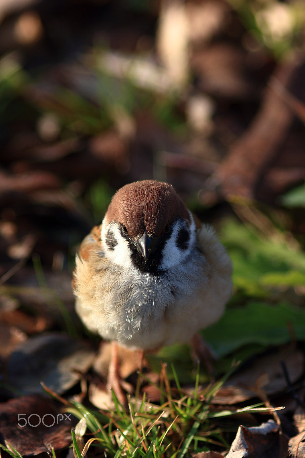 Canon EF 200mm F2.8L II USM sample photo. Pingu photography