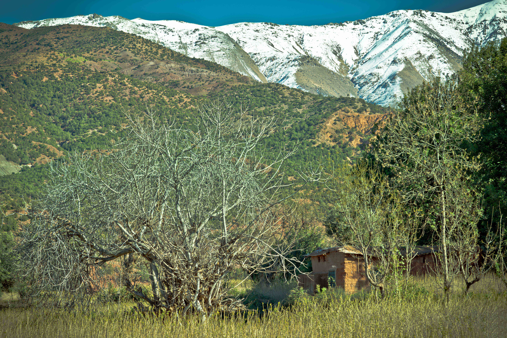 Nikon D800 sample photo. Nature oukaimden photography