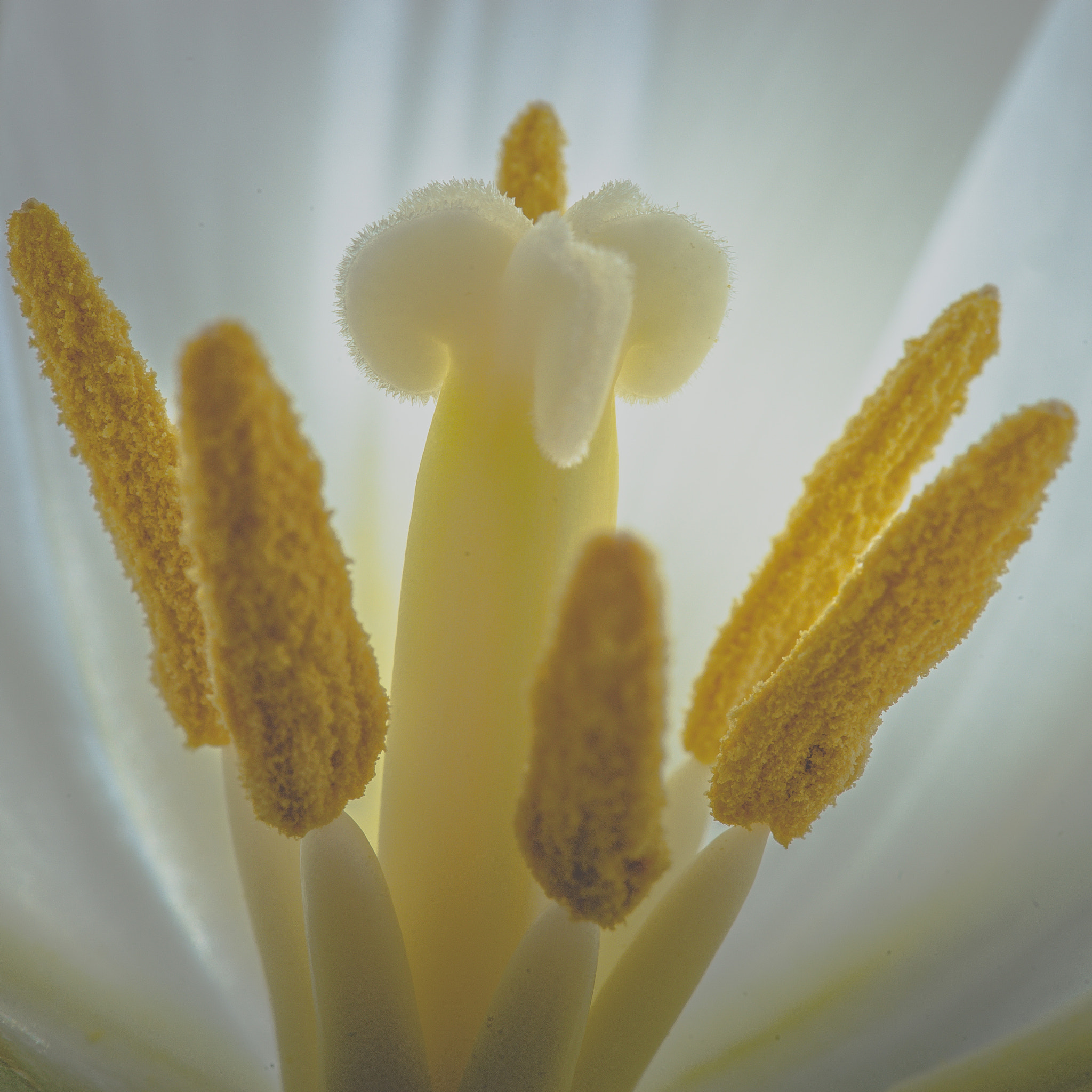 Sony a99 II sample photo. Inside a tulip photography