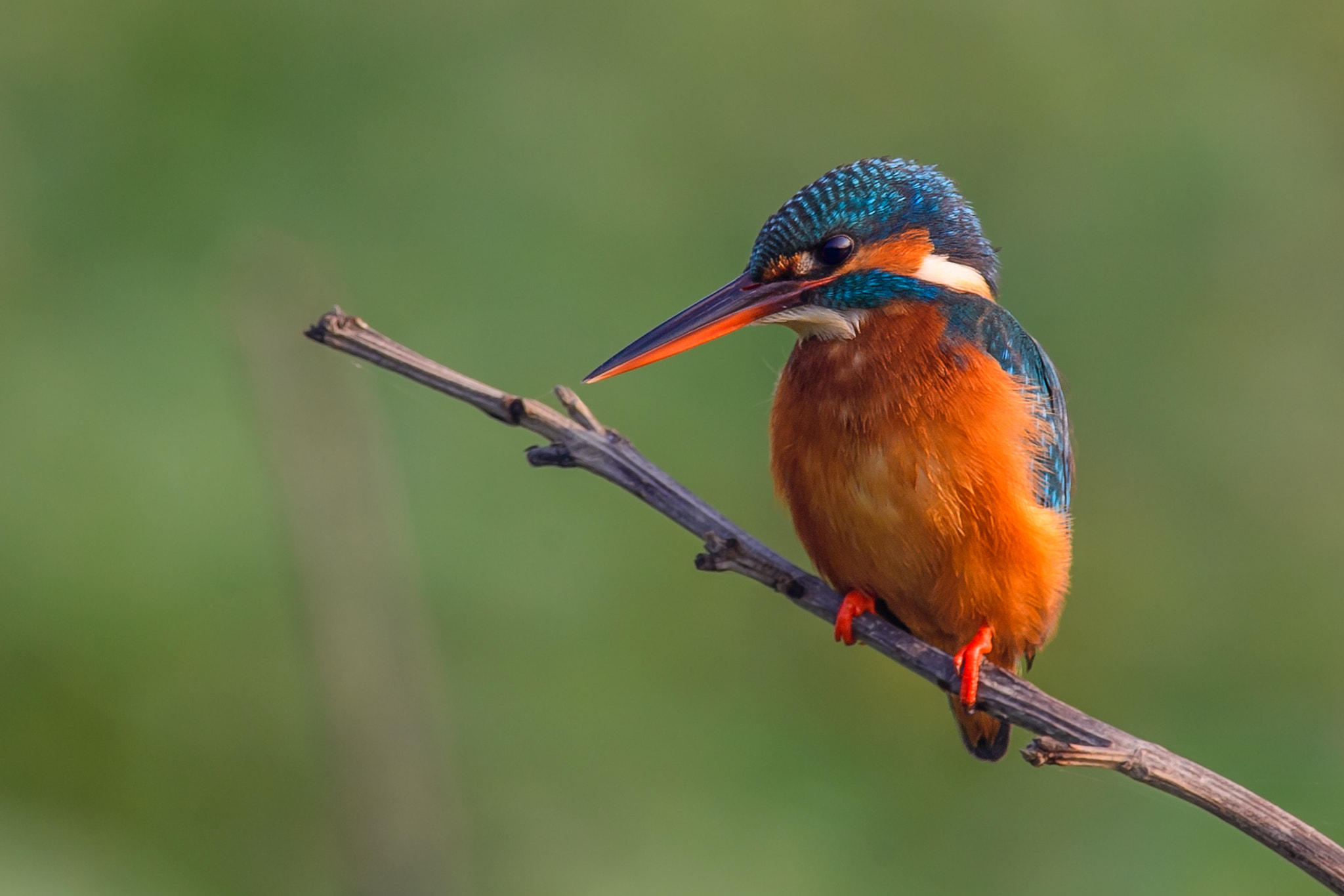 Nikon AF-S Nikkor 800mm F5.6E FL ED VR sample photo. Common kingfisher male photography