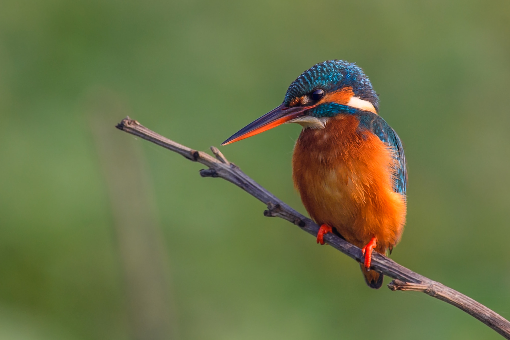 Nikon D5 sample photo. Common kingfisher male photography