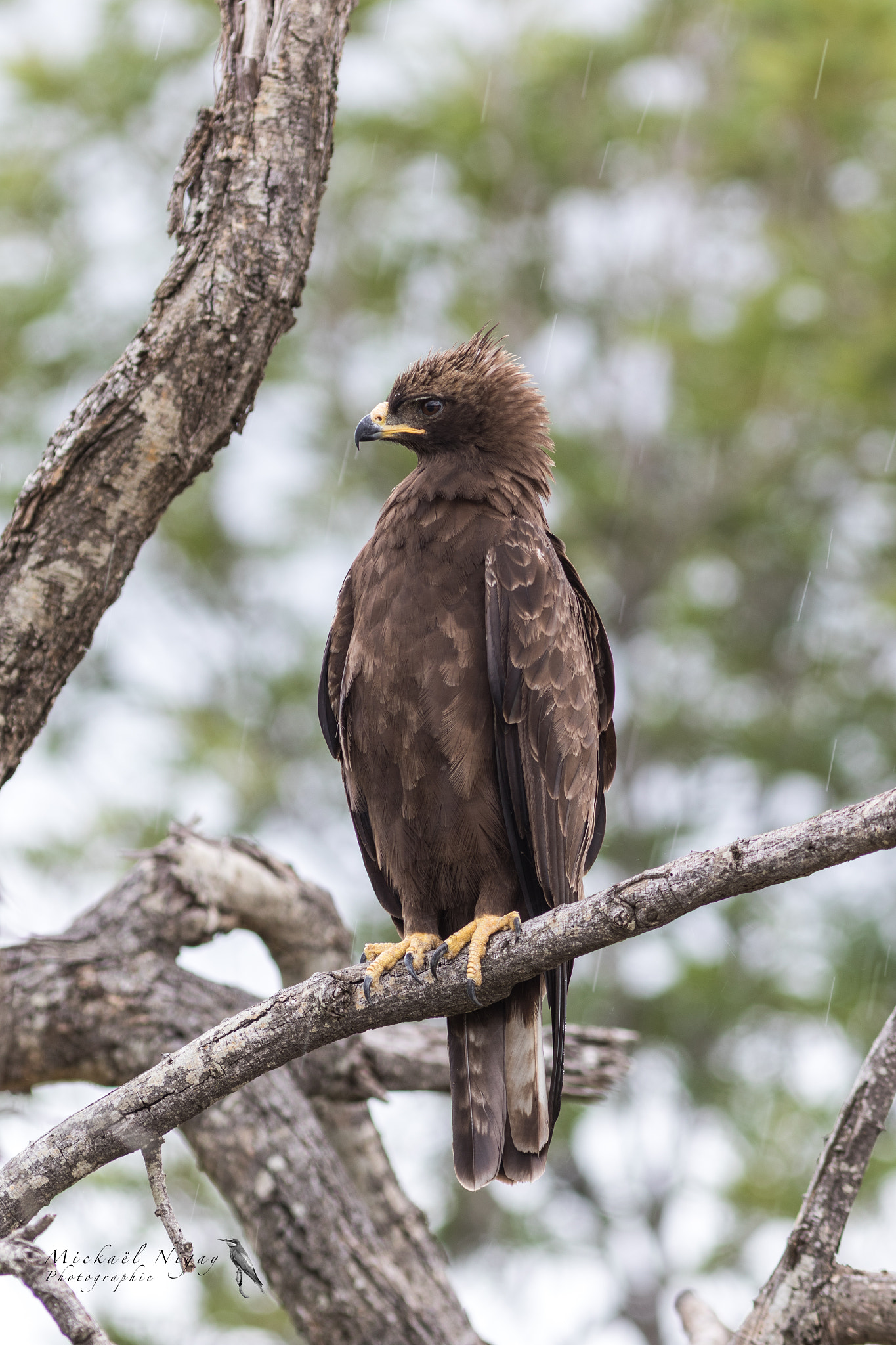 Canon EF 300mm F4L IS USM sample photo. Eagle? photography