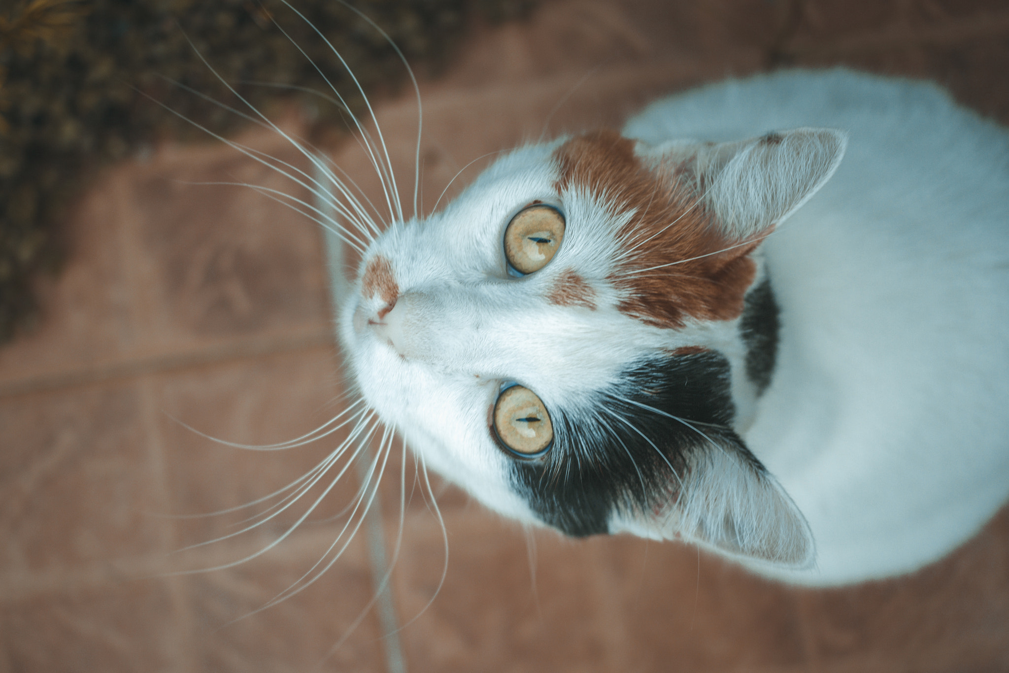 Canon EF-S 24mm F2.8 STM sample photo. Bella poker face photography