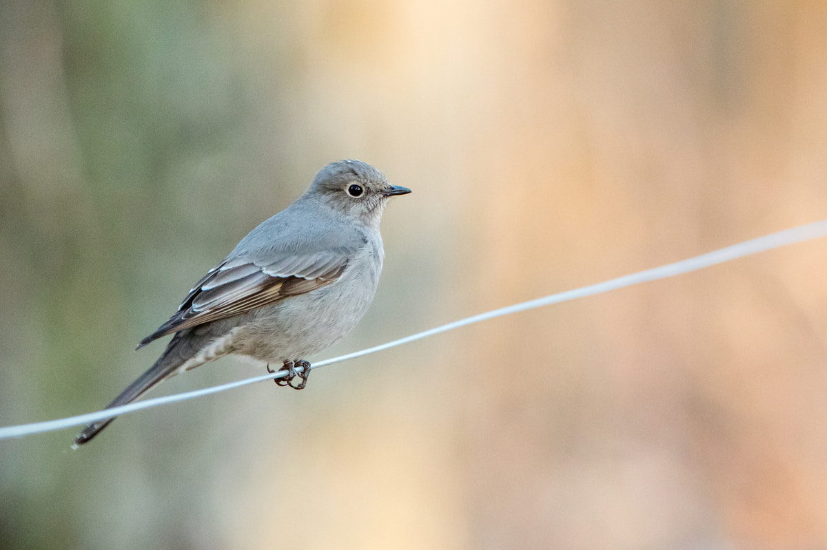 Canon EF 200-400mm F4L IS USM Extender 1.4x sample photo. Townsend's solitaire photography
