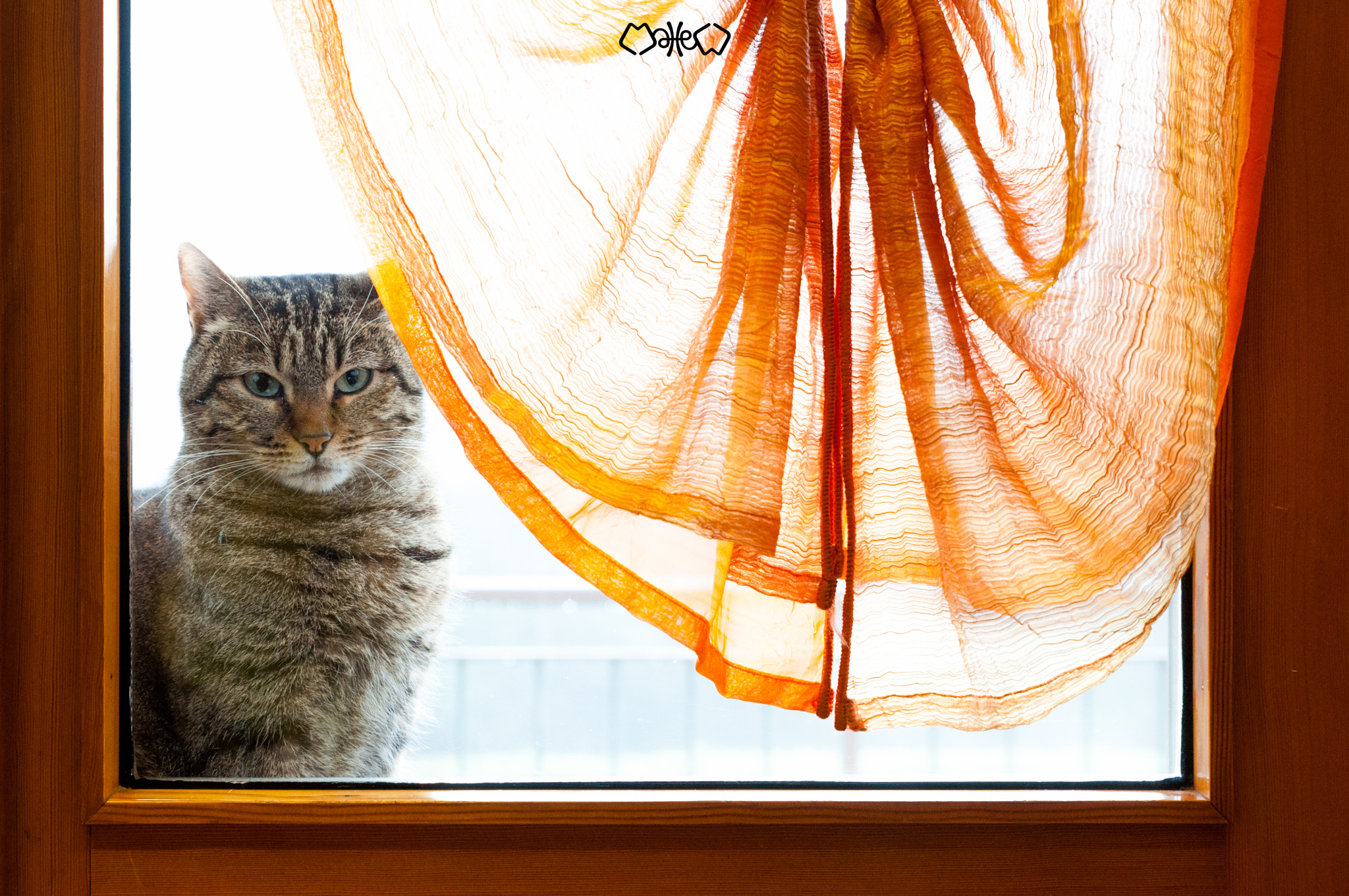 Tamron SP 24-70mm F2.8 Di VC USD sample photo. Mi avranno notato?!? photography