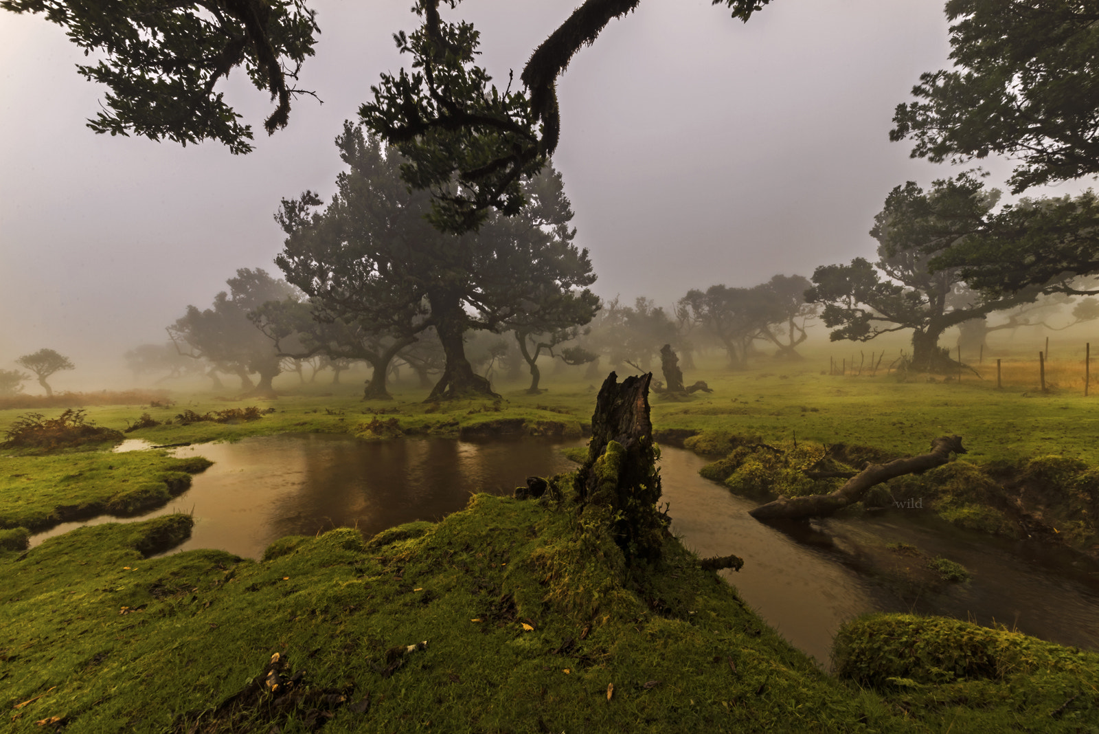 Sigma 12-24mm F4.5-5.6 II DG HSM sample photo. Light in the fog photography