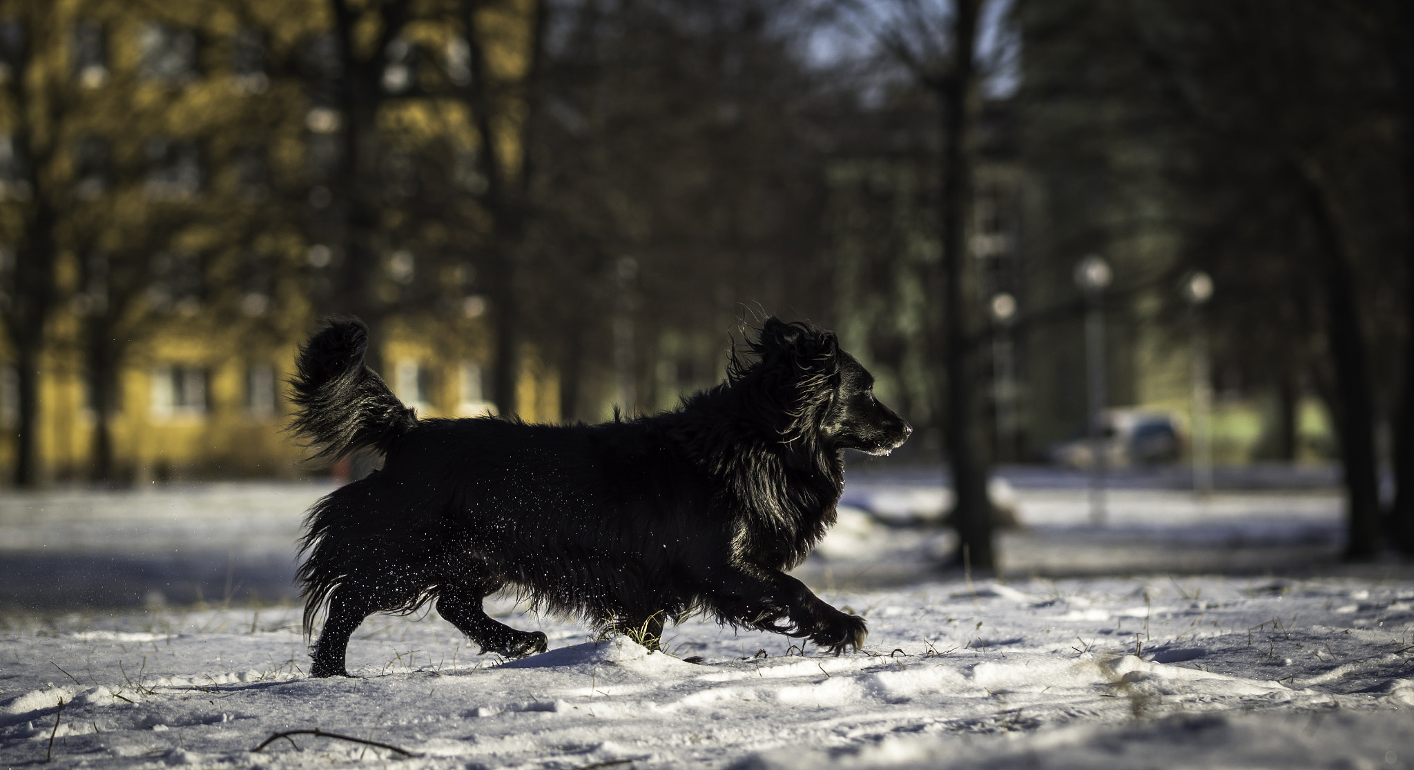 Sigma 105mm F2.8 EX DG OS HSM sample photo. Dog on a trail photography