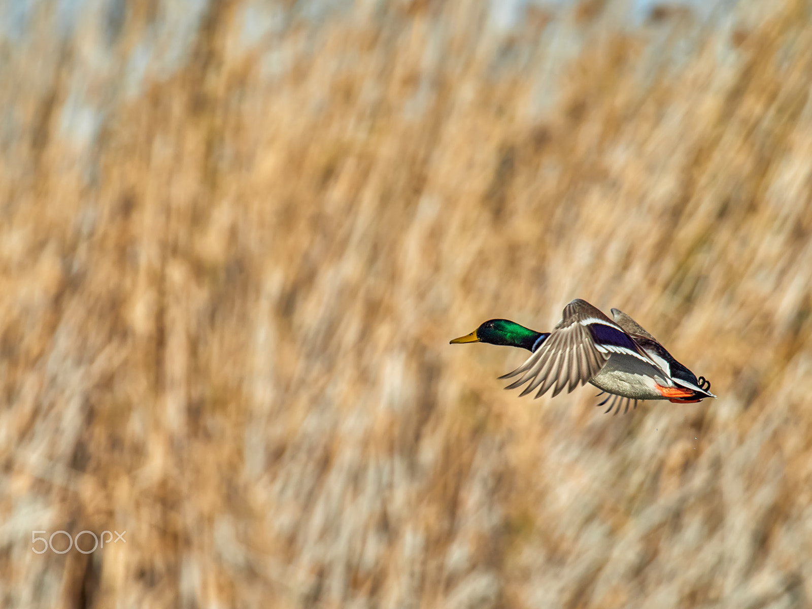 M.300mm F4.0 + MC-14 sample photo. Anas platyrhynchos photography