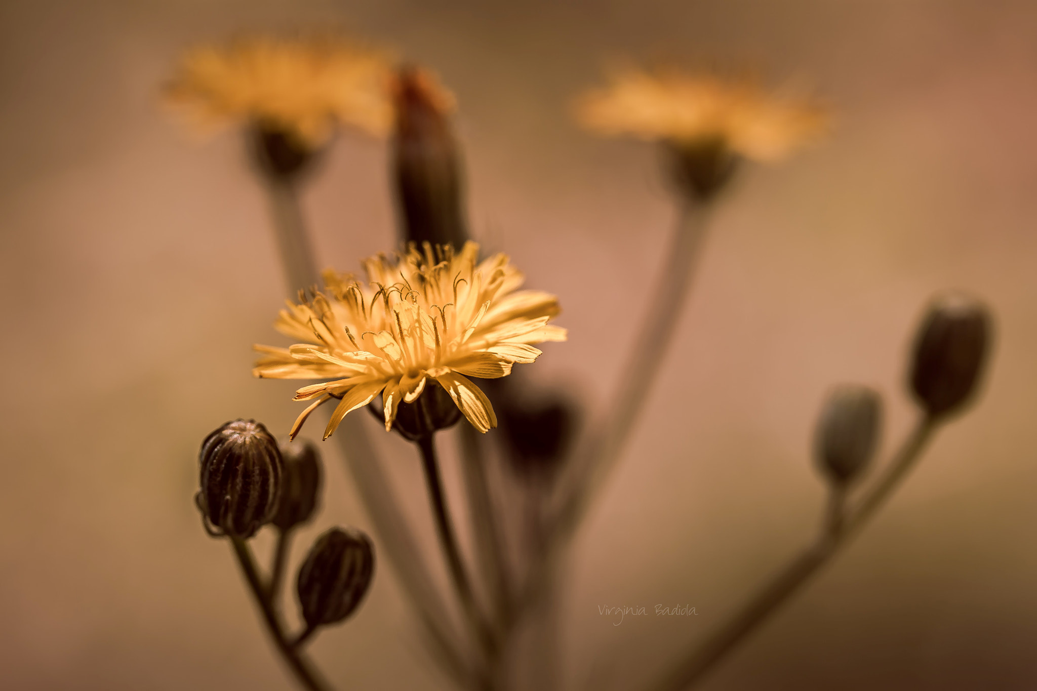Canon EF-S 60mm F2.8 Macro USM sample photo. *** photography
