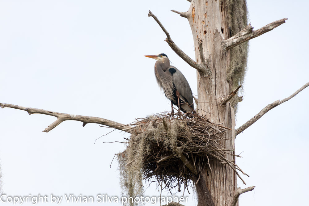 Canon EOS 40D sample photo. Great blue heron bird photography