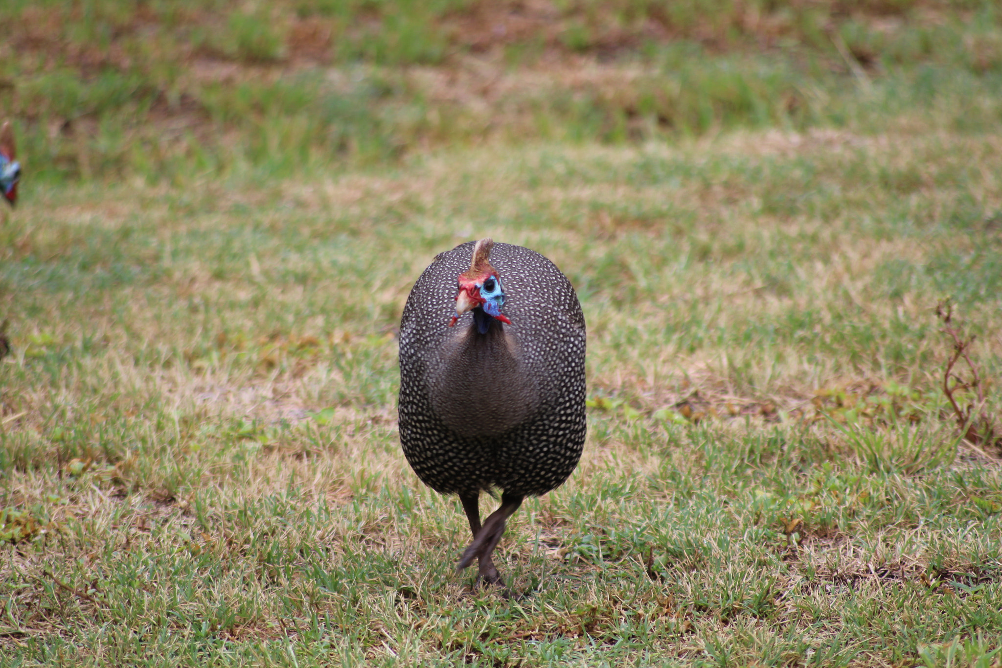 Canon EOS 1200D (EOS Rebel T5 / EOS Kiss X70 / EOS Hi) sample photo. Guineafowl photography