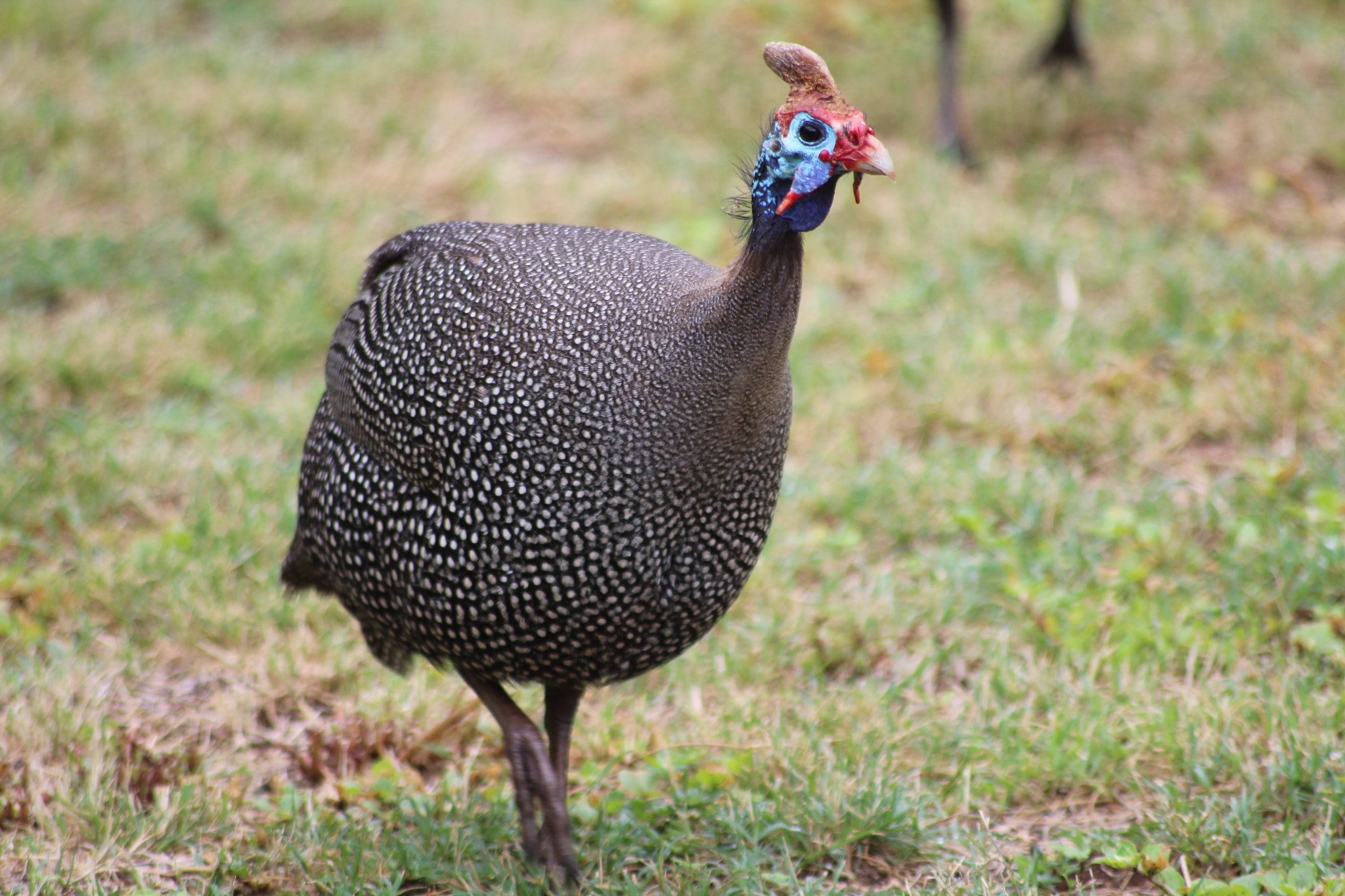Canon EOS 1200D (EOS Rebel T5 / EOS Kiss X70 / EOS Hi) sample photo. Guineafowl photography