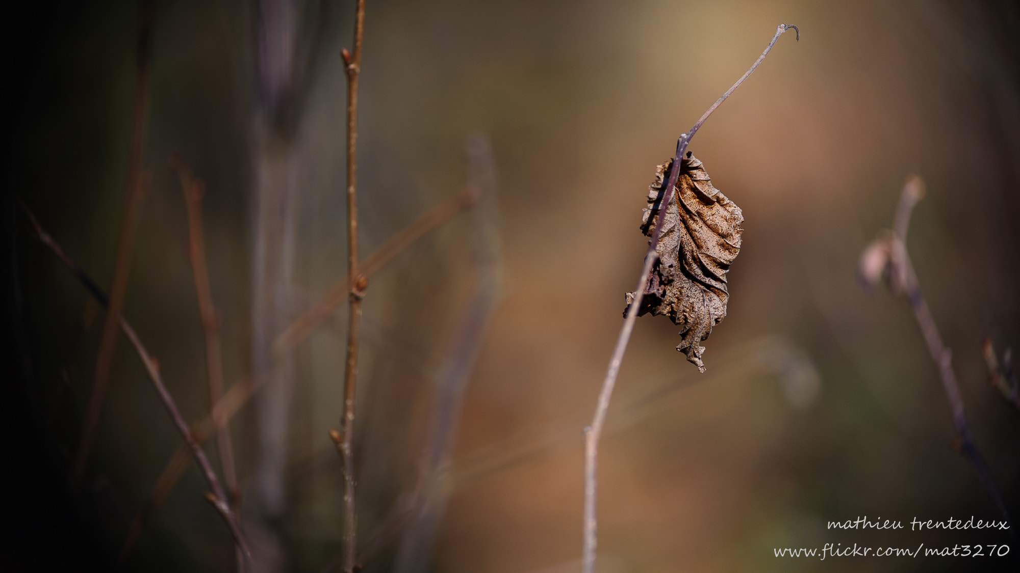 Nikon D700 sample photo. Feuille morte photography
