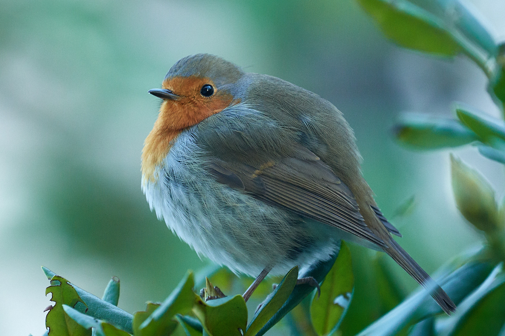 Nikon AF-S Nikkor 200-500mm F5.6E ED VR sample photo. It is really cold, you know photography
