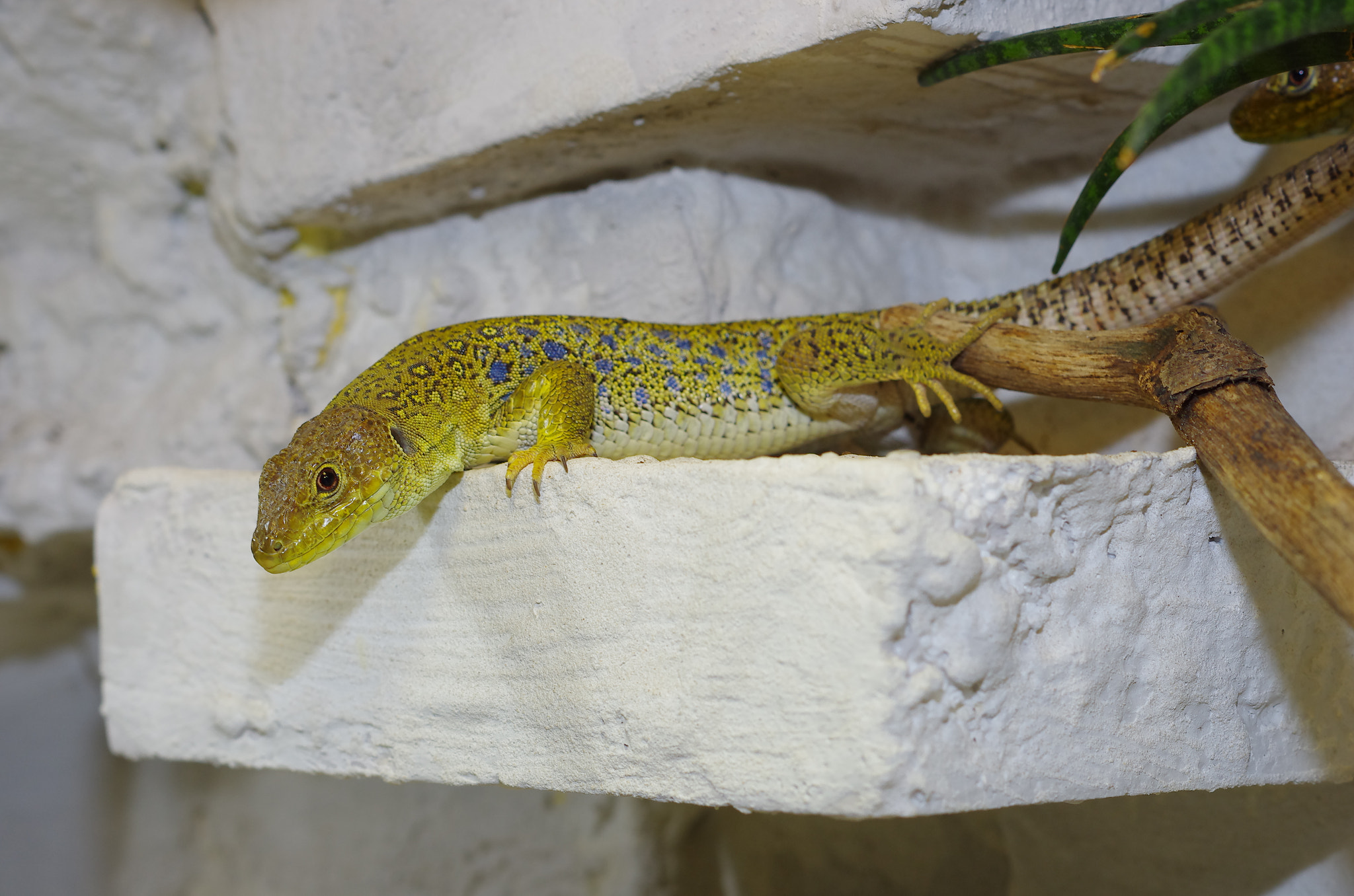 Pentax K-5 + Pentax smc DA 50mm F1.8 sample photo. Lizard / timon lepidus photography