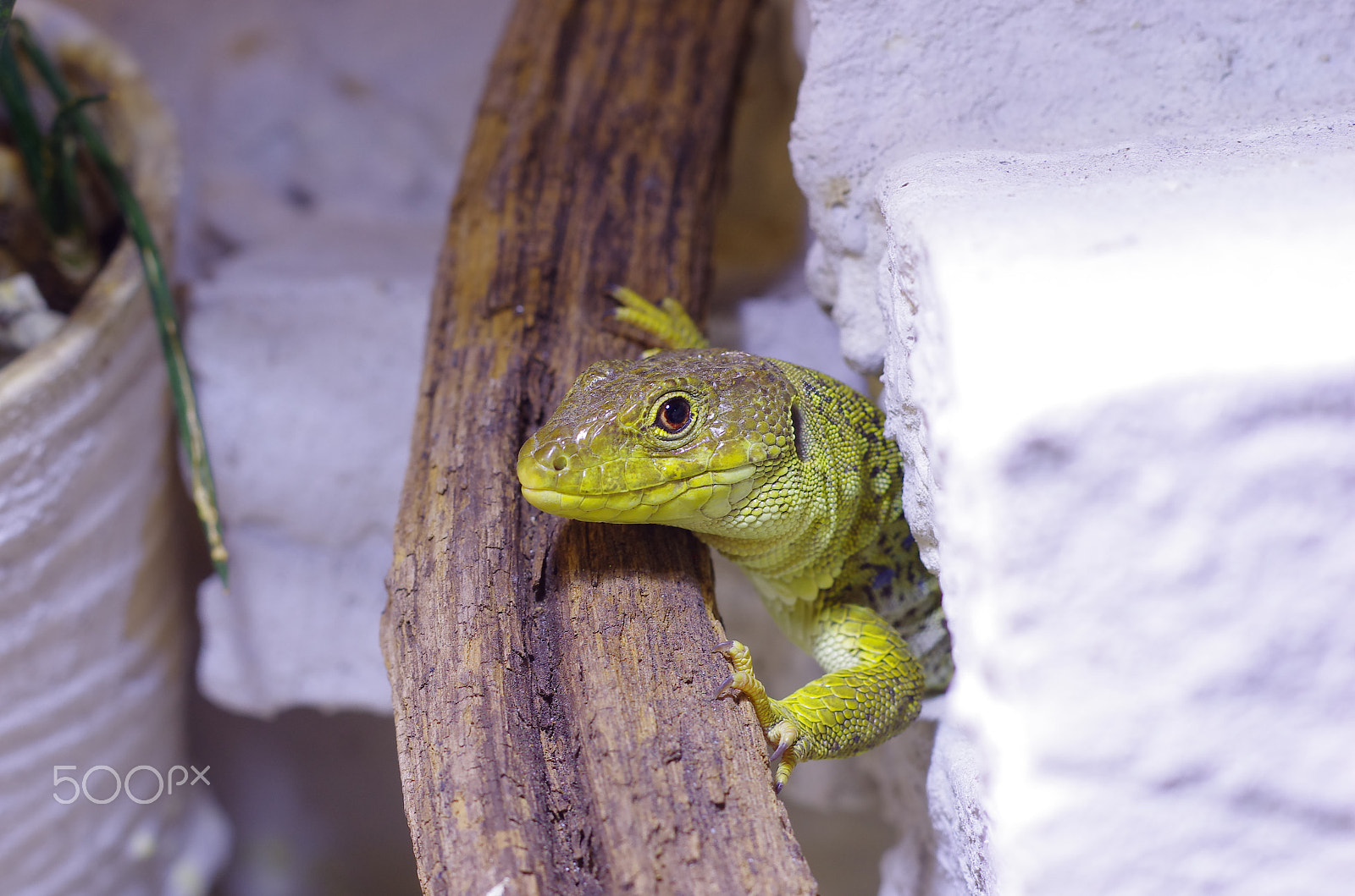 Pentax K-5 sample photo. Lizard / timon lepidus photography