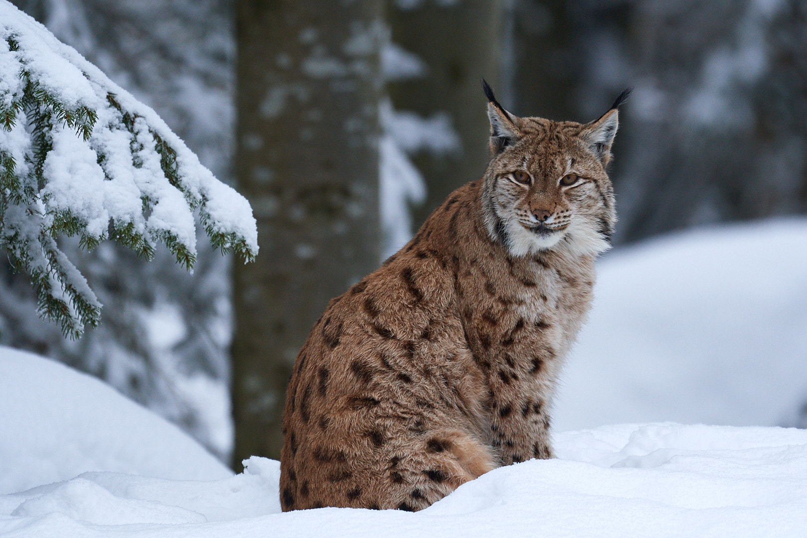 Nikon AF-S Nikkor 200-500mm F5.6E ED VR sample photo. Lynx photography