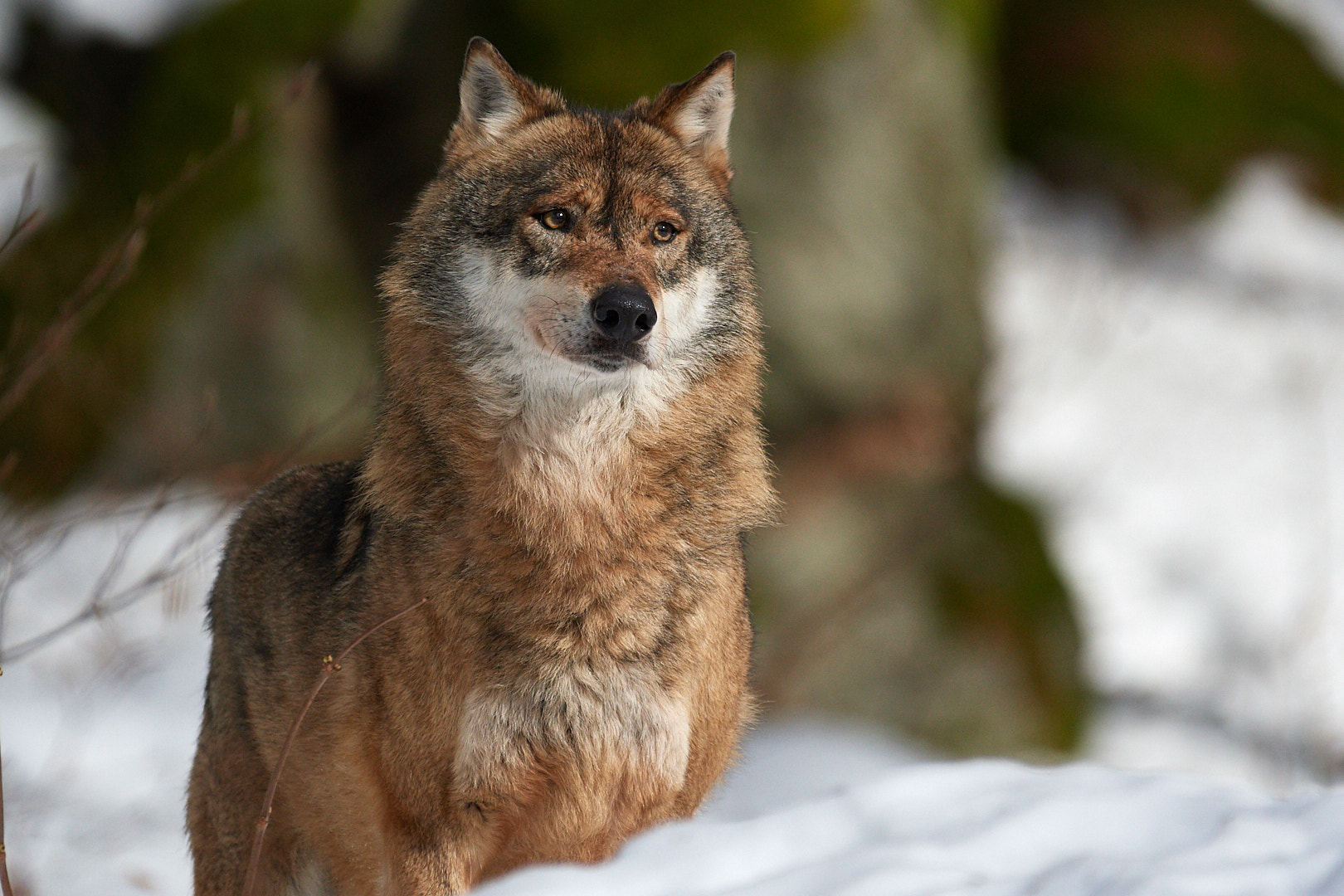 Nikon AF-S Nikkor 200-500mm F5.6E ED VR sample photo. Tired about paparazzi photography