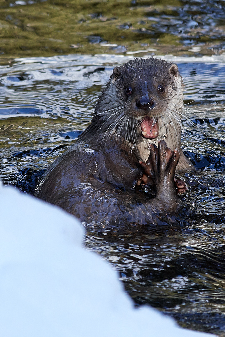 Nikon AF-S Nikkor 200-500mm F5.6E ED VR sample photo. Otter playing photography