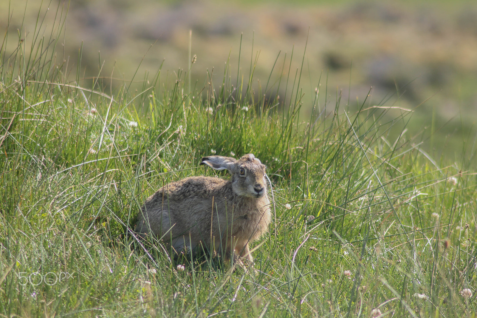 Canon EOS 1100D (EOS Rebel T3 / EOS Kiss X50) sample photo. Common rabbit (oryctolagus cuniculus) in patagonia photography