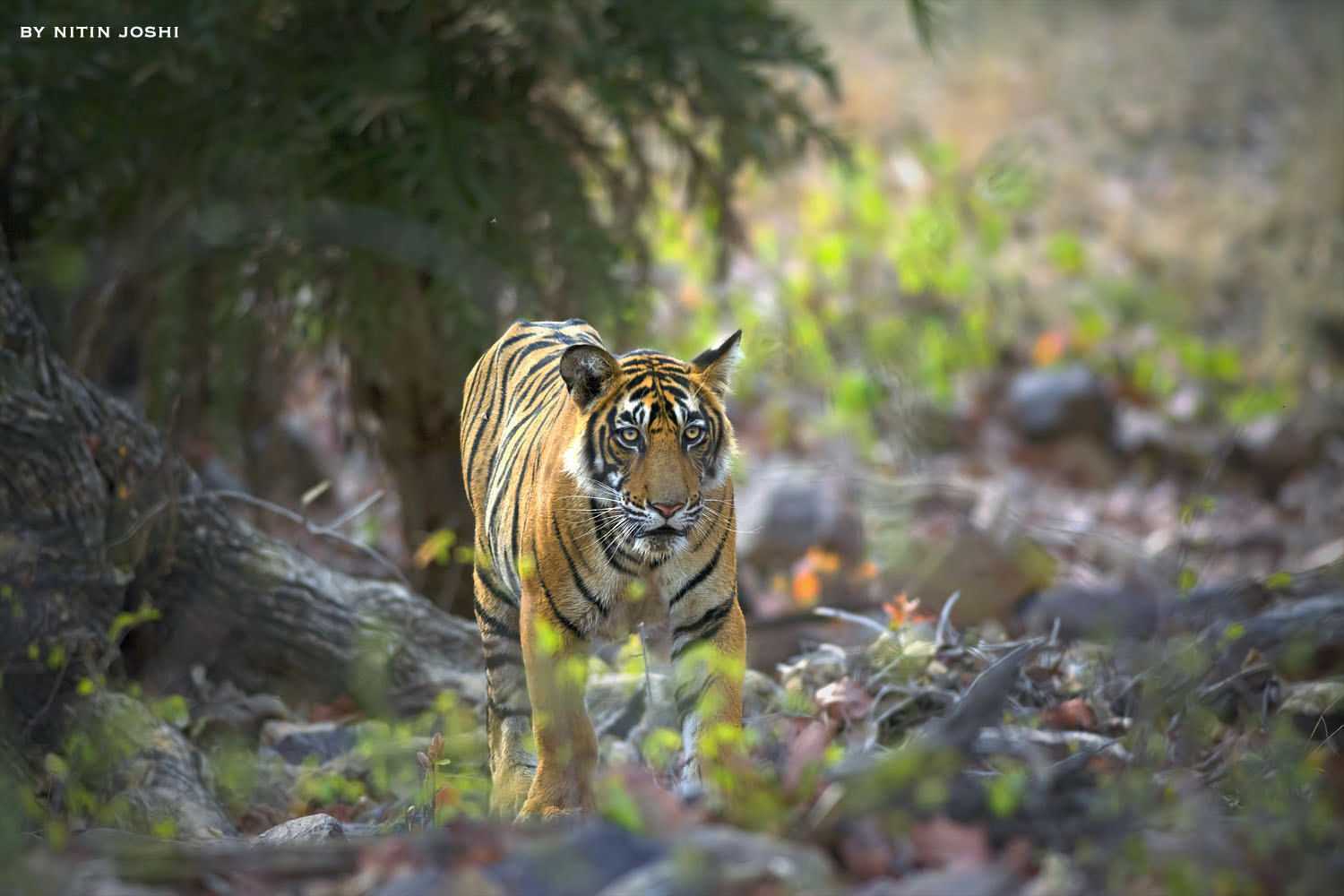 Nikon D7100 + Nikon AF-S Nikkor 300mm F4D ED-IF sample photo. Tiger ranathamboretcub photography