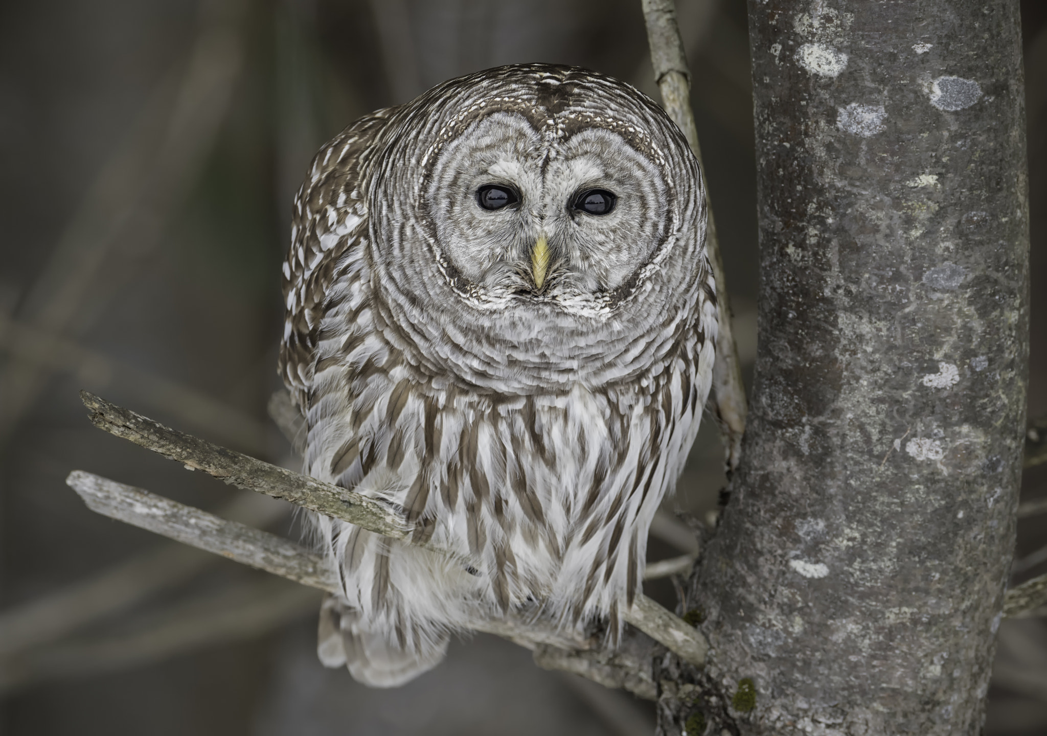 Nikon D500 + Nikon AF-S Nikkor 600mm F4G ED VR sample photo. Peering from the woods... photography