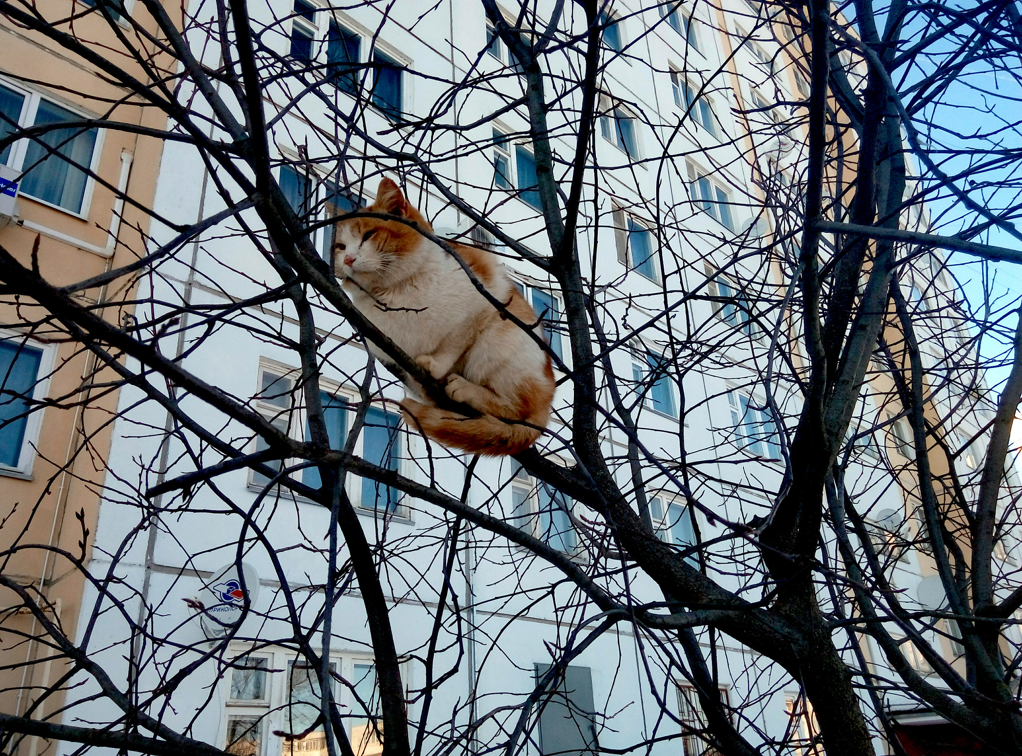 Meizu m2 sample photo. Cat on tree photography