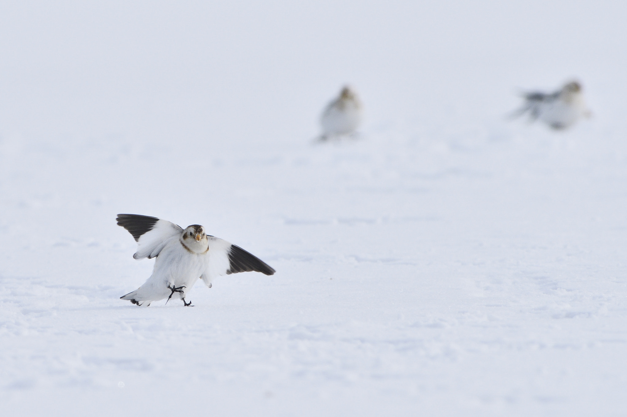 Nikon D810 + Nikon AF-S Nikkor 300mm F2.8G ED-IF VR sample photo. Snow bunting photography