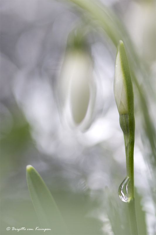 Canon EF 100mm F2.8 Macro USM sample photo. Alternative white photography