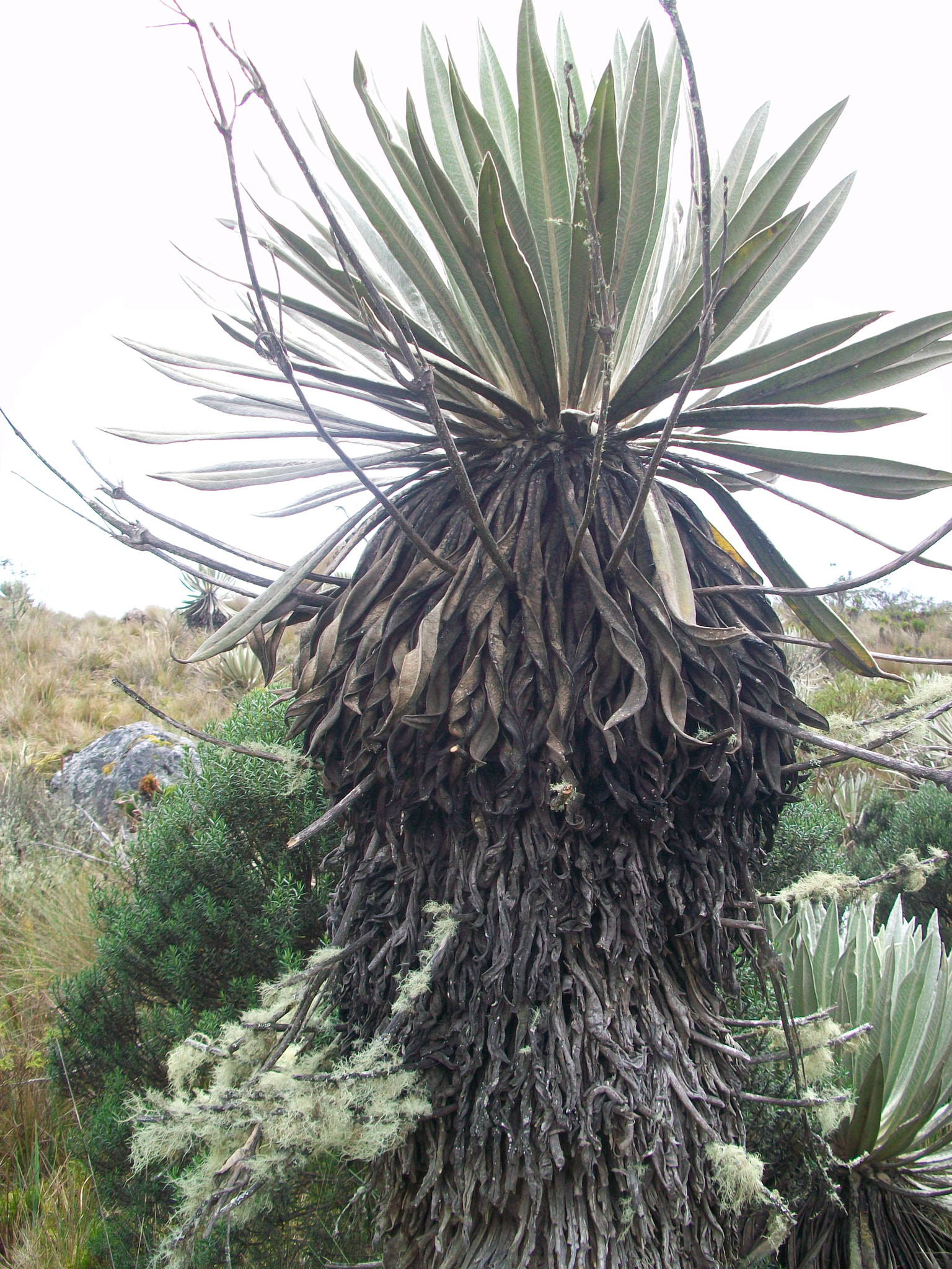 Kodak EASYSHARE M1063 DIGITAL CAMERA sample photo. Frailejon photography