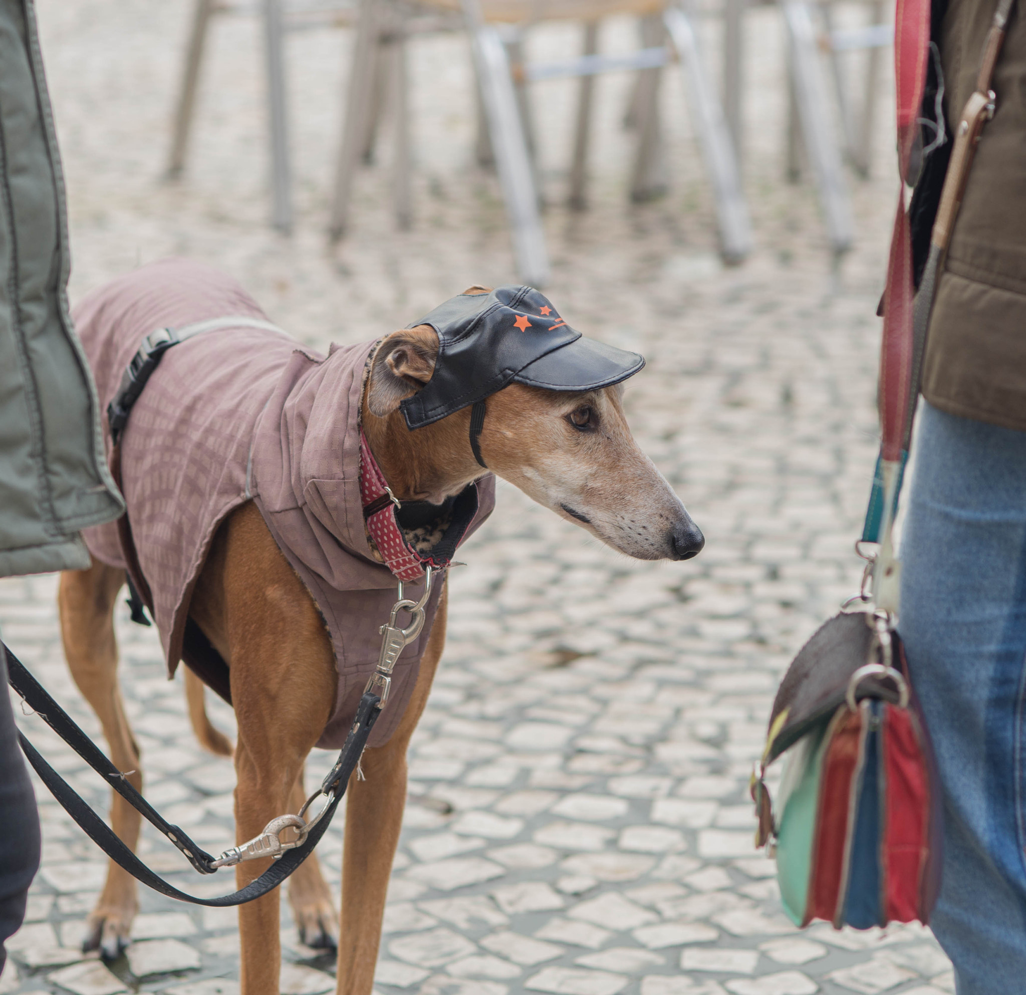 AF Nikkor 85mm f/1.8 sample photo. Marcha del galgo photography