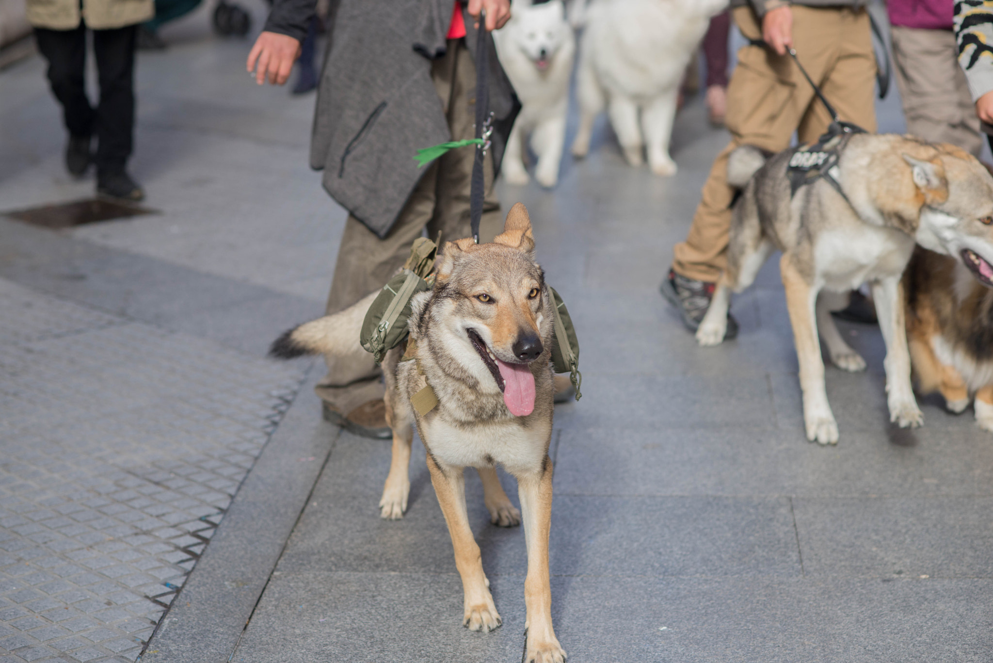 Nikon D610 sample photo. Marcha del galgo photography