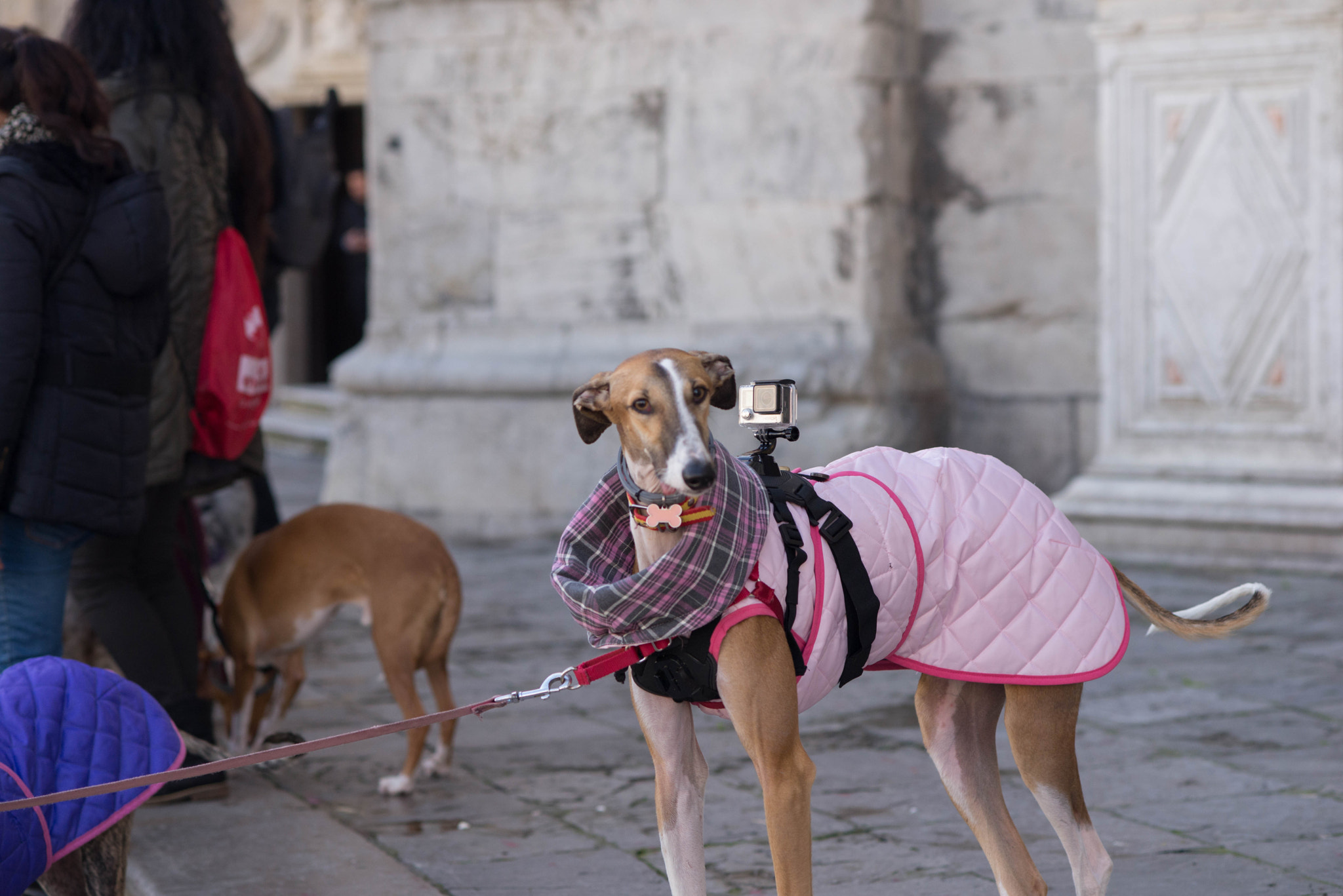 AF Nikkor 85mm f/1.8 sample photo. Marcha del galgo photography