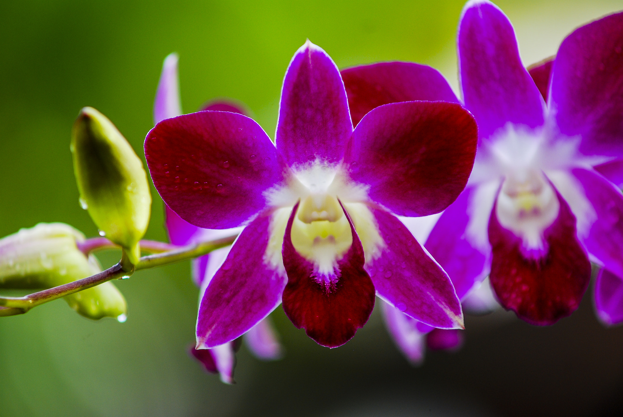 Nikon D80 + AF Zoom-Nikkor 70-210mm f/4 sample photo. Flower photography