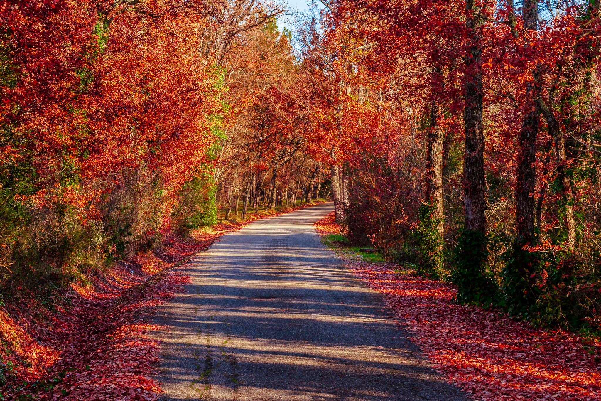 Canon EOS-1D Mark III sample photo. Provence paths photography