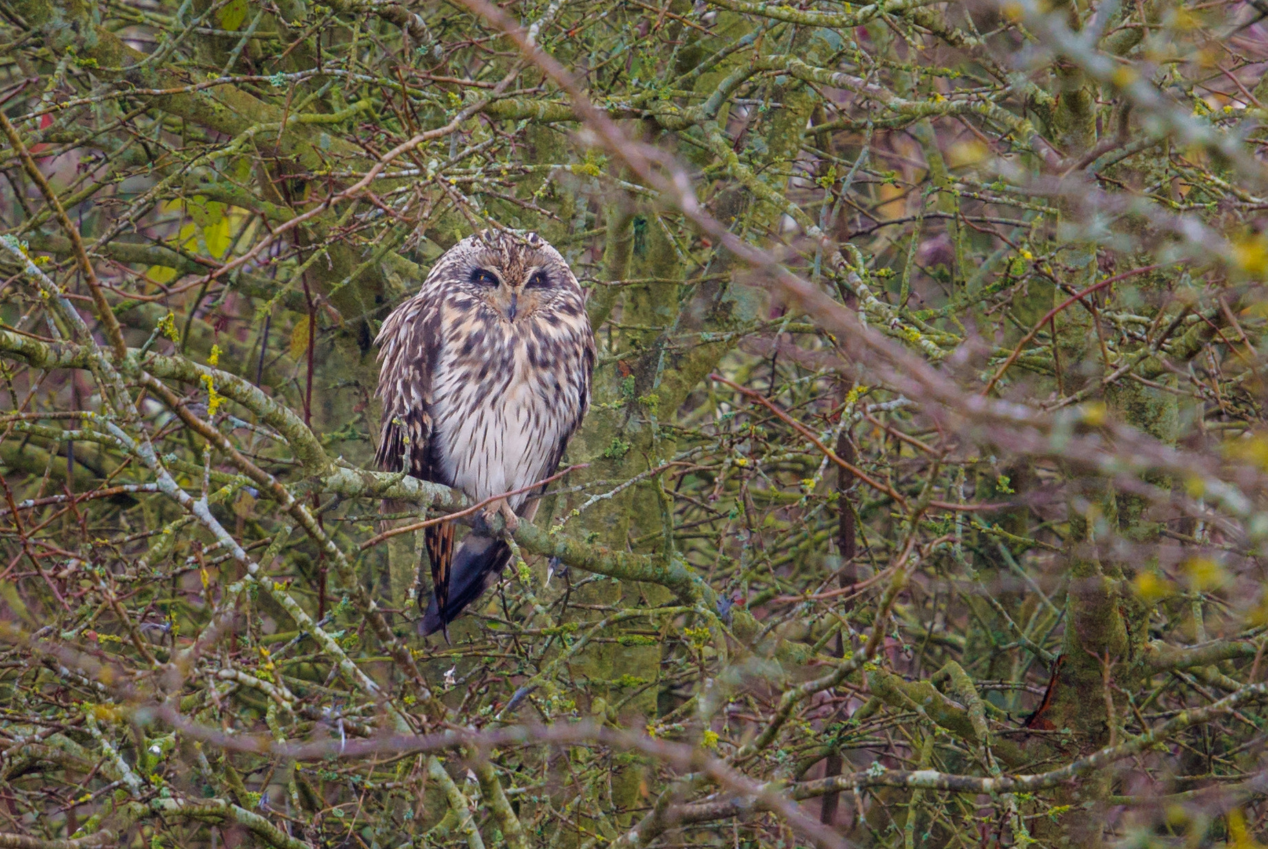 Canon EF 500mm F4L IS II USM sample photo. Shorteared owl photography